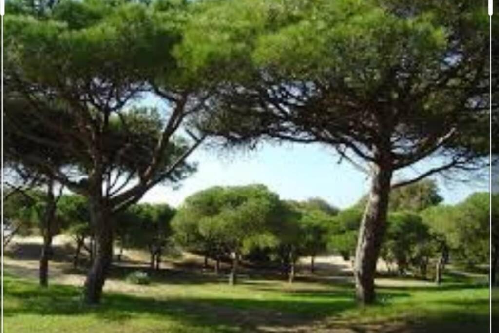 Acogedor Apartamento A 100 M. De Pinares Y Playa Lägenhet Rota Exteriör bild