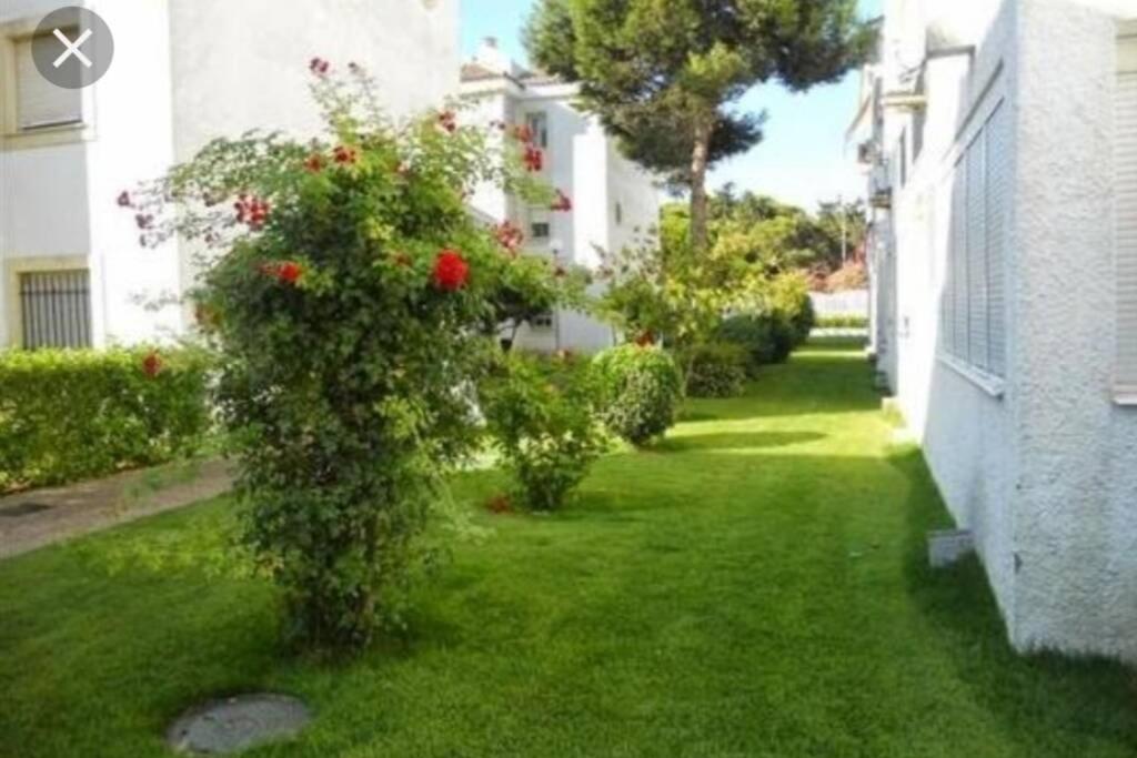Acogedor Apartamento A 100 M. De Pinares Y Playa Lägenhet Rota Exteriör bild